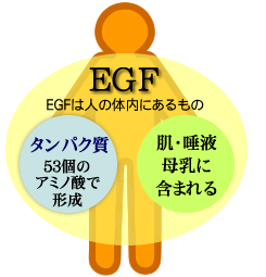 EGFは人の体内にあるもの
