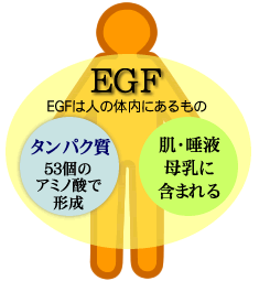 EGF͐l̑̓ɂ