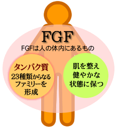 FGF͐l̑̓ɂ^pN̈