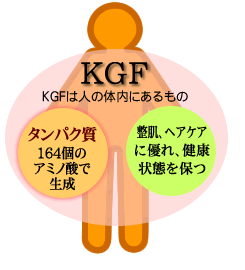 KGFは人の体内にあるタンパク質の一種