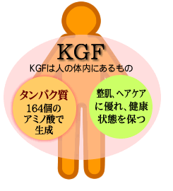 KGF͐l̑̓ɂ^pN̈